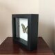 Frame Papillion Siproeta Stelenes 16 x 16