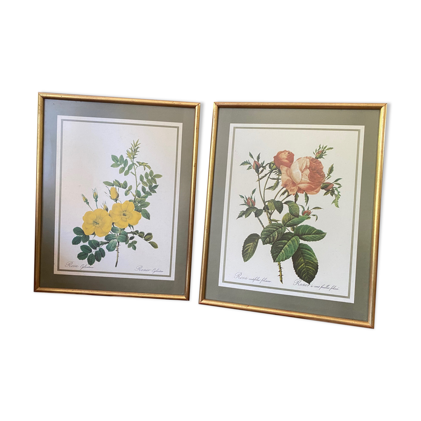 Botanical square paintings: Rosa Eglantera