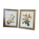 Botanical square paintings: Rosa Eglantera