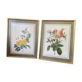 Botanical square paintings: Rosa Eglantera