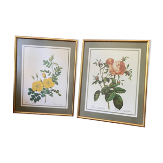 Botanical square paintings: Rosa Eglantera
