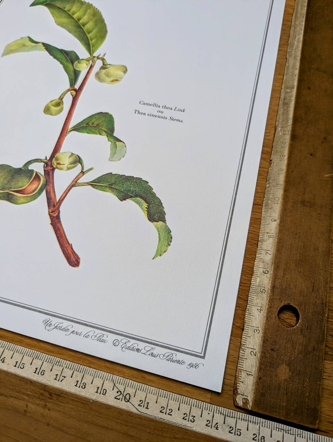 Printed in 1986, The Tea Planter. Original Vintage and Authentic.