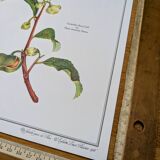 Printed in 1986, The Tea Planter. Original Vintage and Authentic.