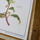 Printed in 1986, The Tea Planter. Original Vintage and Authentic.