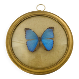Morpho curved glass butterfly frame