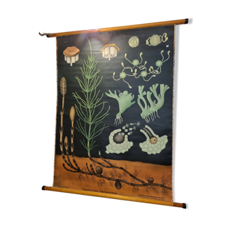 Botanical board coated tissue
