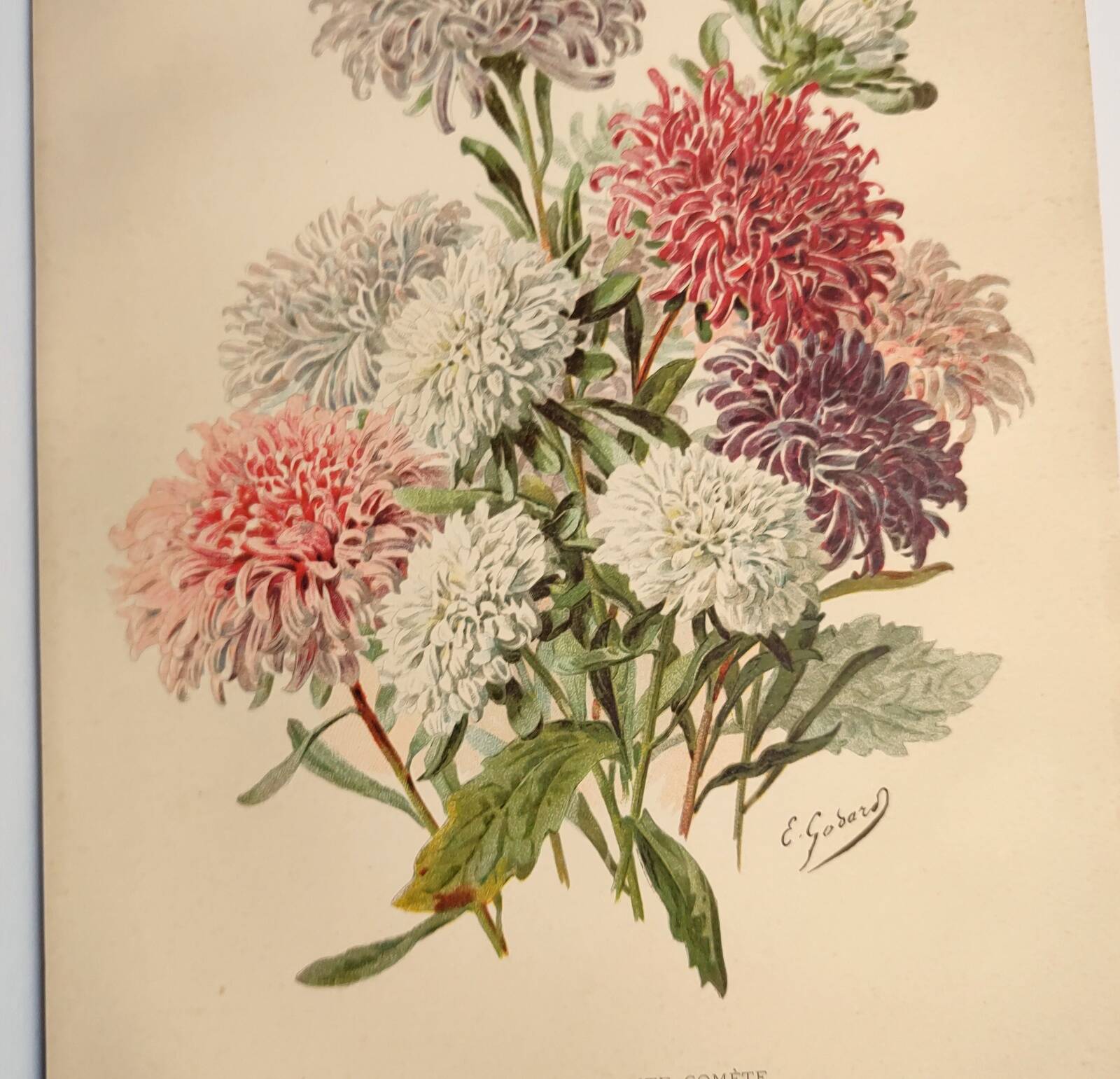 Botanical engraving from 1897 - Reine-Marguerite Comète - old original flower plate by E.Godart
