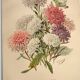 Botanical engraving from 1897 - Reine-Marguerite Comète - old original flower plate by E.Godart