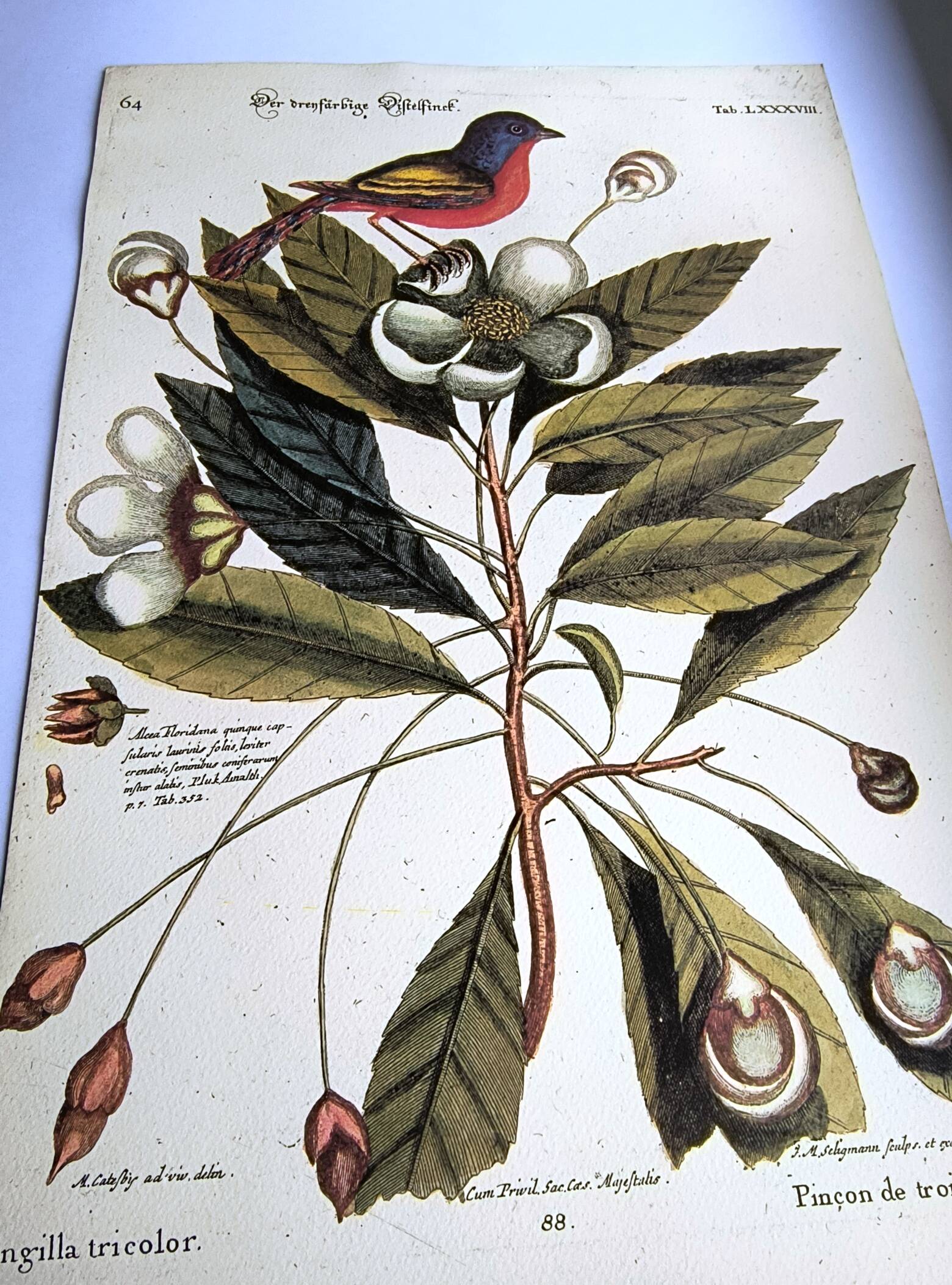 Antique bird engraving - Pincon 3 Colors - Zoological plate by Seligmann