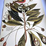 Antique bird engraving - Pincon 3 Colors - Zoological plate by Seligmann