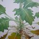 Set of 2 botanical plates Geigy, thorny apple and black henbath