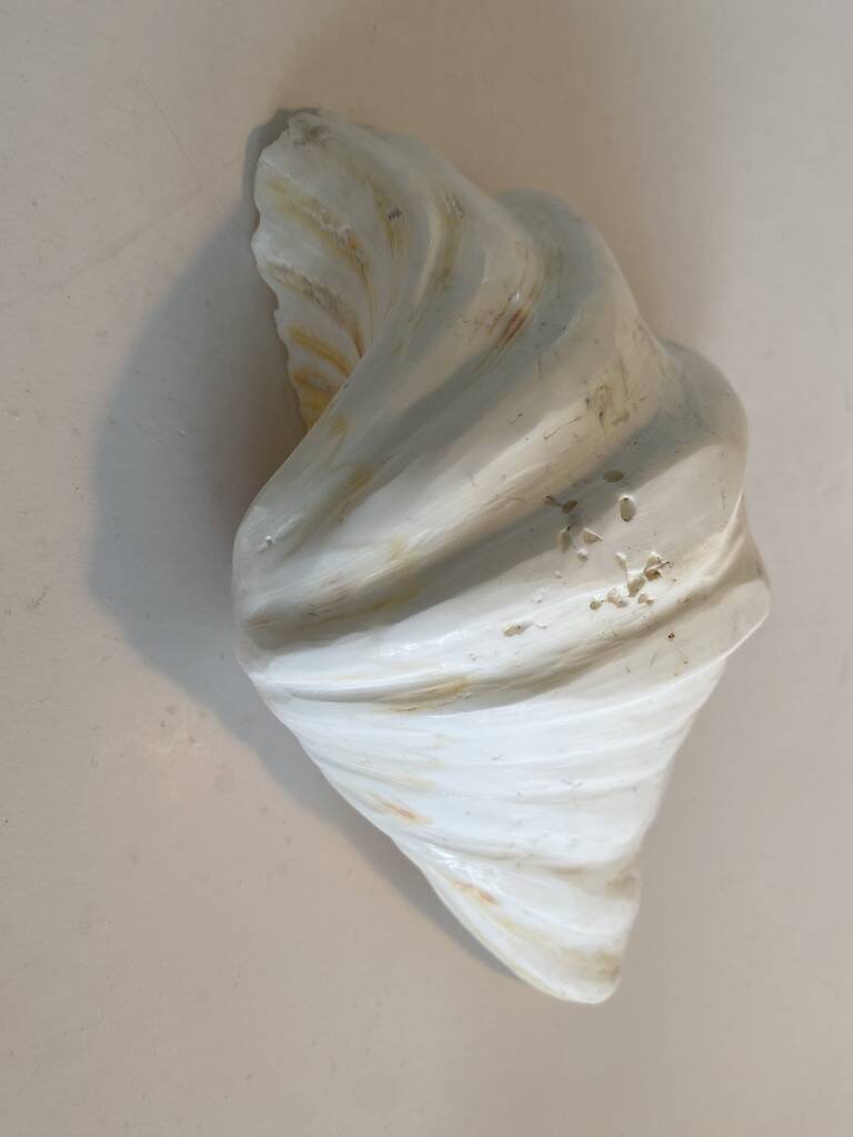 Holy Clam Shell - 23x14x7 cm - Natural - 1000g