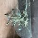 Vintage console in patinated metal with reed leaves.