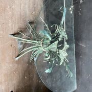 Vintage console in patinated metal with reed leaves.