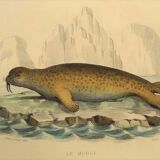 Original zoological plate "Seal & Walrus" Buffon 1840