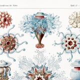 Poster about siphonophores, based on an old lithograph from 1904.