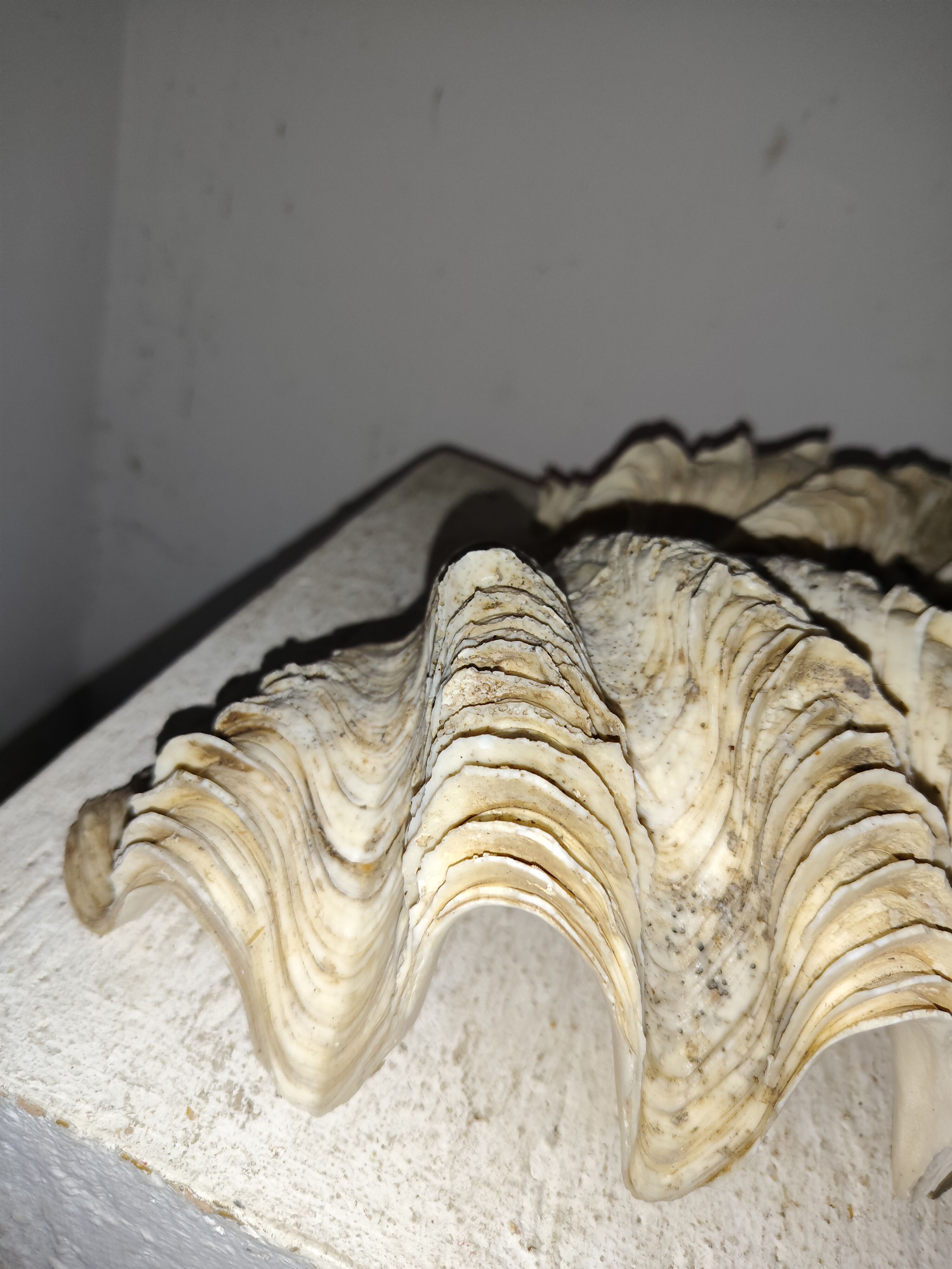 Ancient coral scallop shell