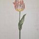 La Roche Laffitte (Born in 1943) - Watercolour drawing on silk - Tulip