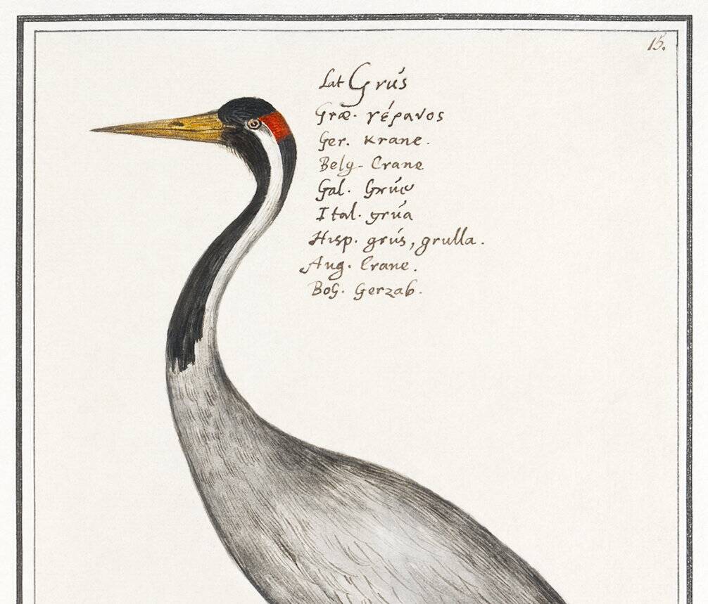 Small poster about the crane, after an old engraving from 1610.