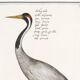 Small poster about the crane, after an old engraving from 1610.
