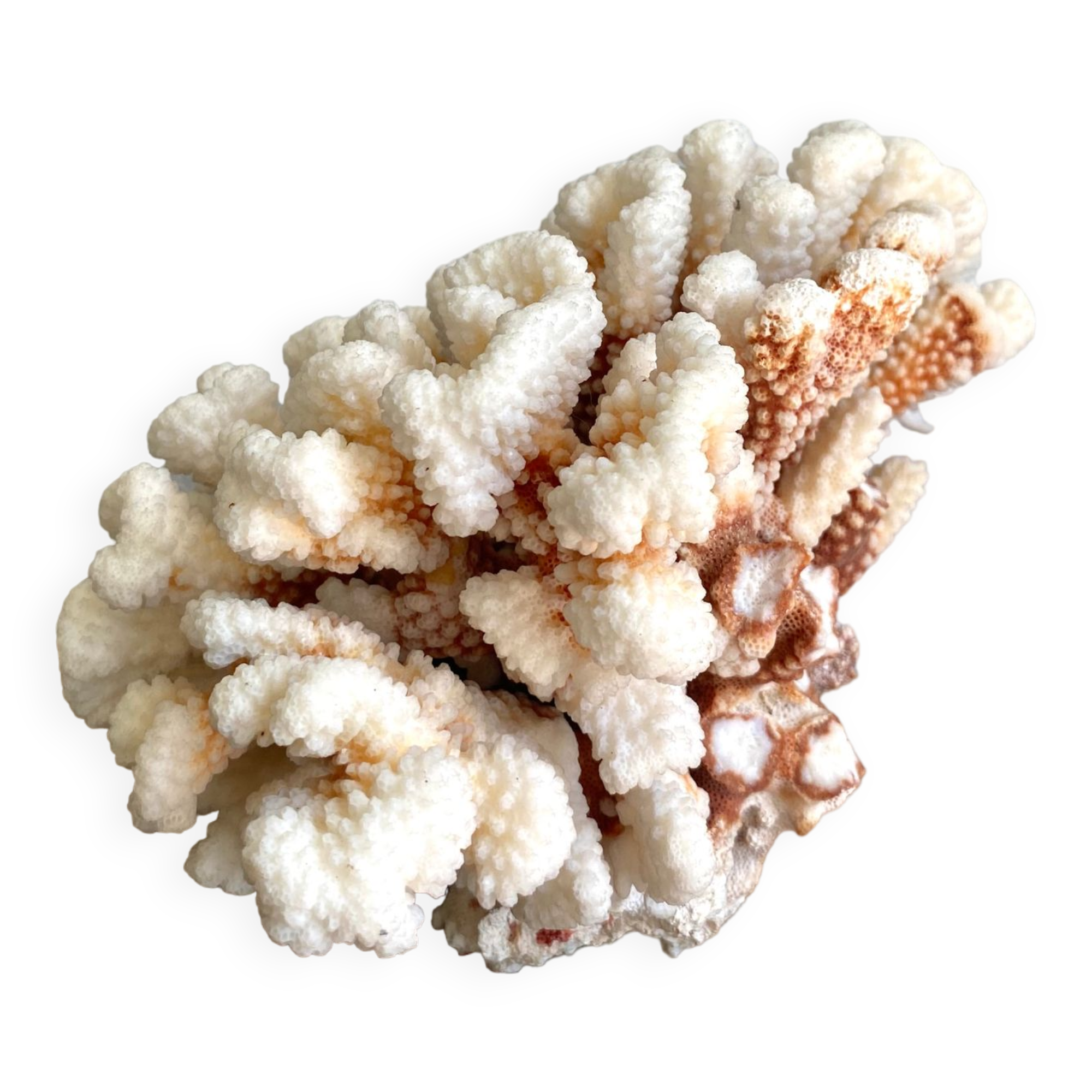 Coral XXL on its foot