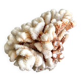 Coral XXL on its foot