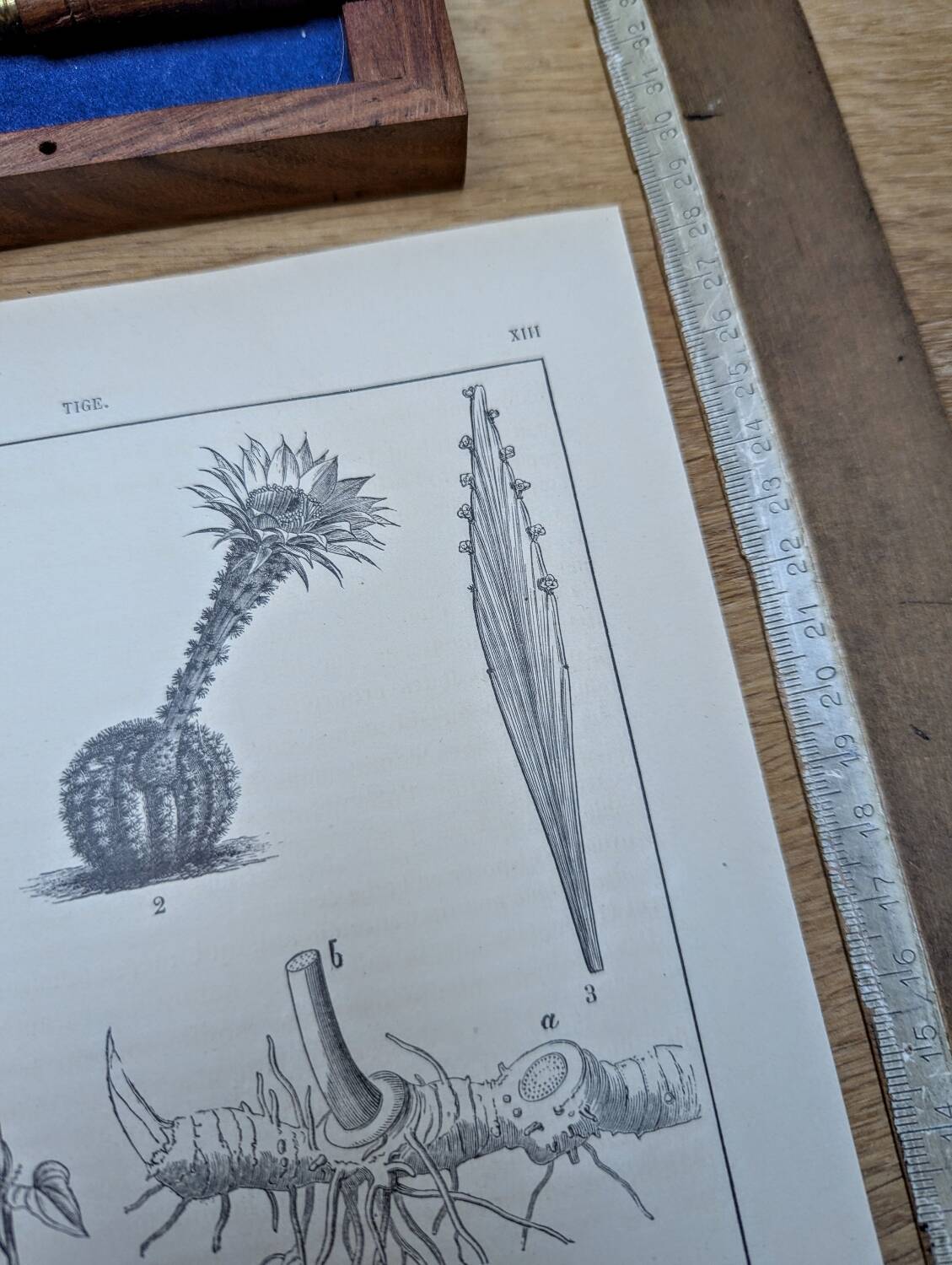 Vintage botanical plate printed in 1889, the stems.