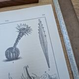 Planche botanique imprimée en 1889, les tiges