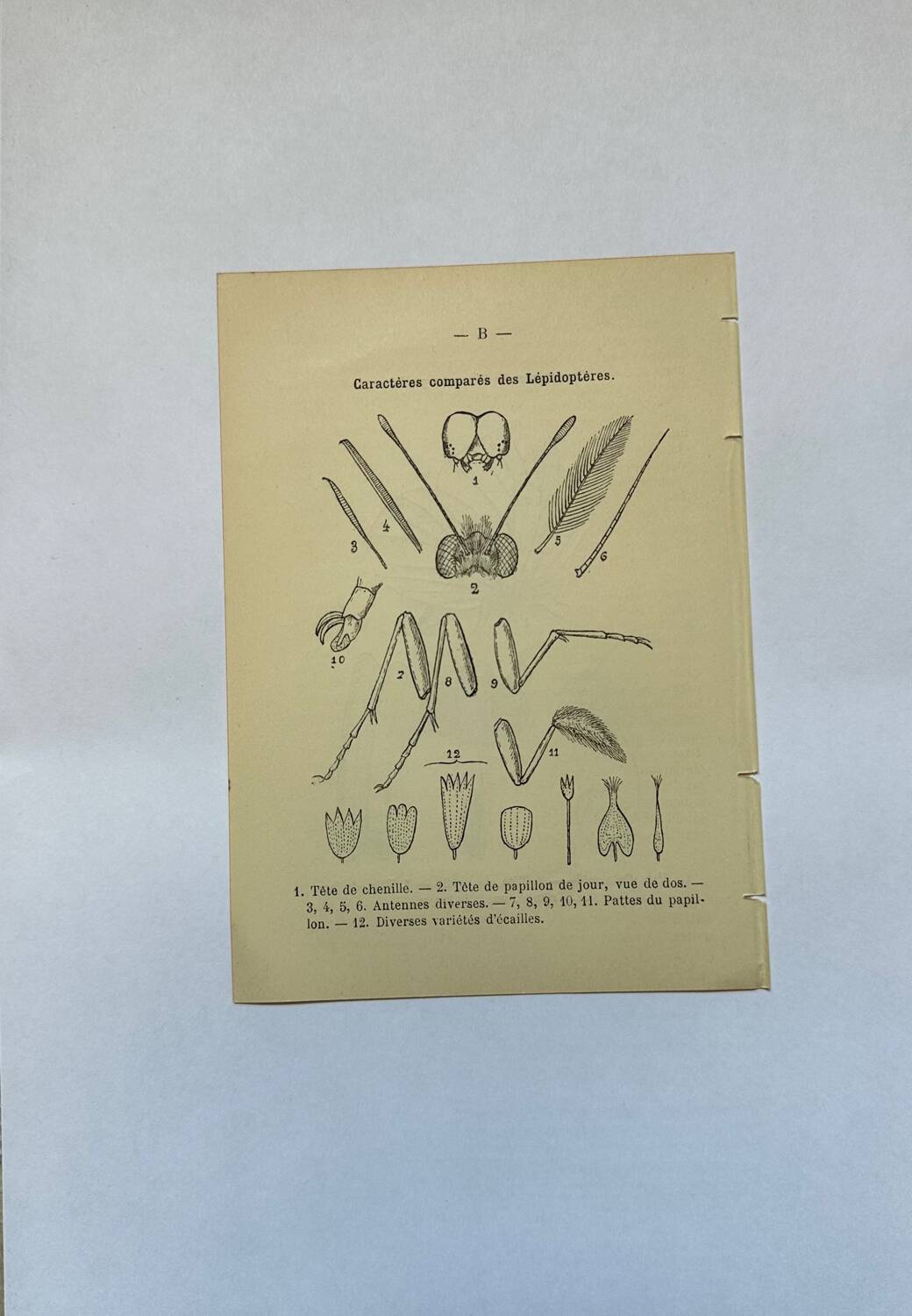 Botanical engraving butterflies double-sided naturalist plate Etching