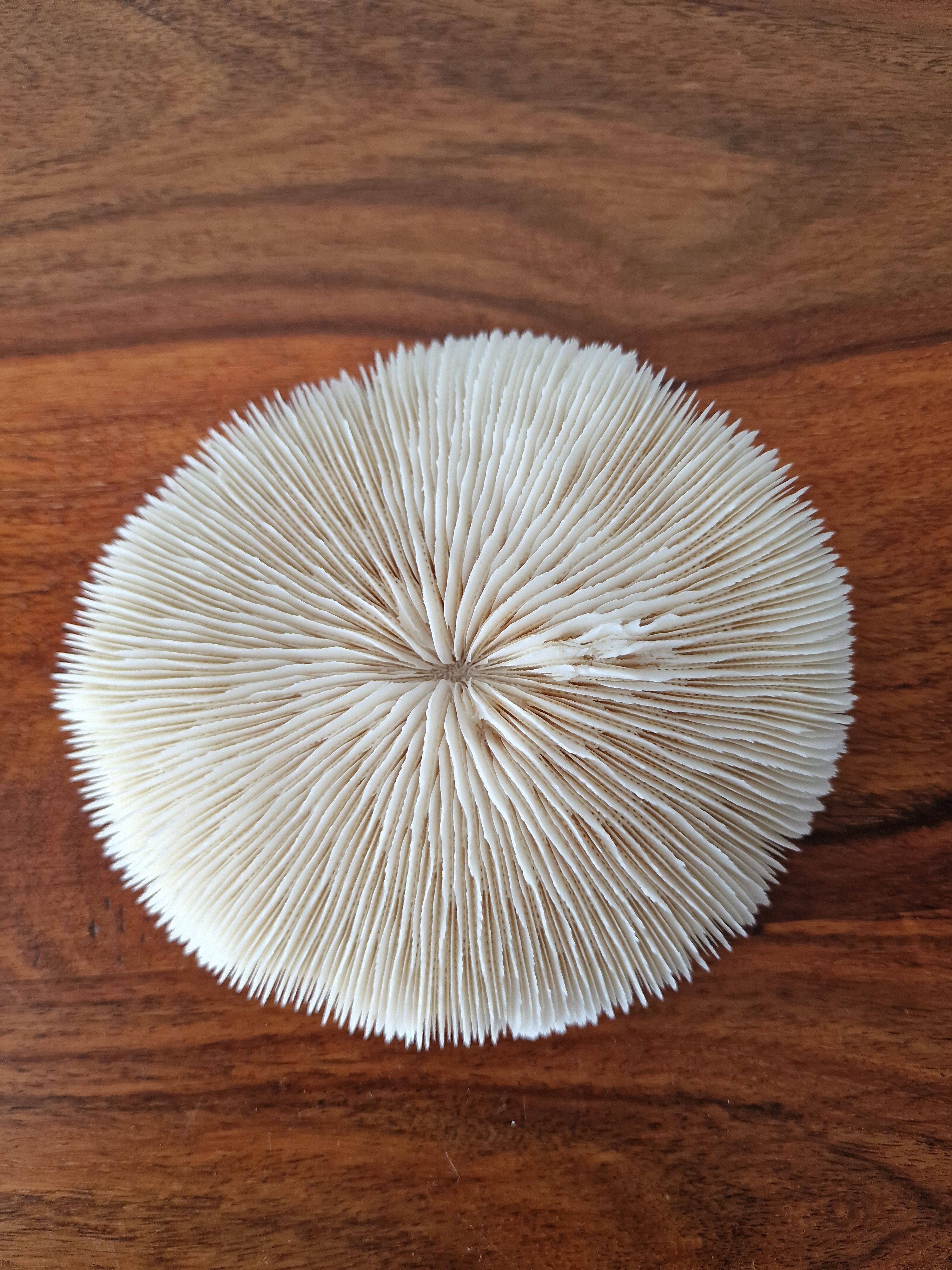 Coral Fungia from the 1970s.