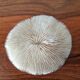 Coral Fungia from the 1970s.