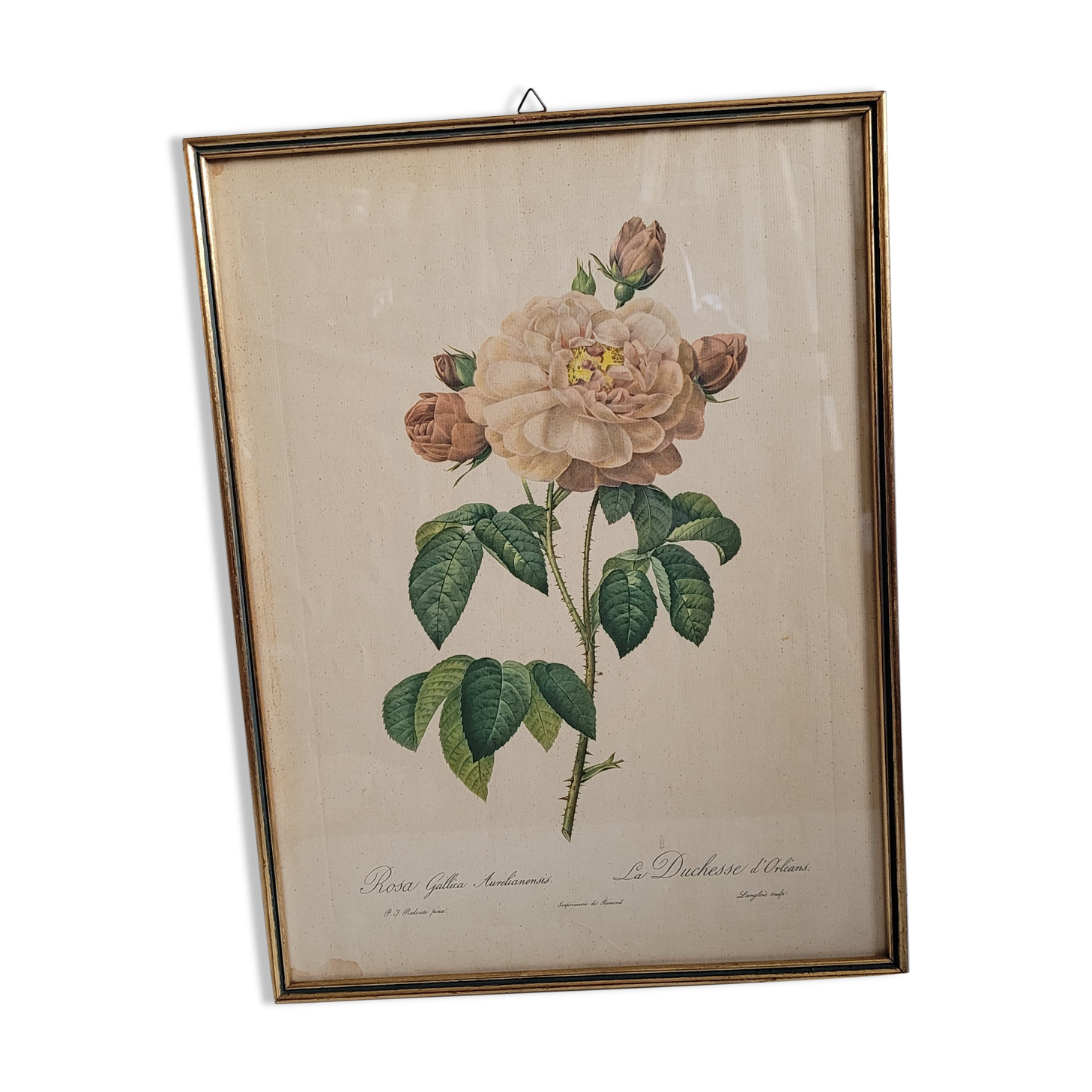 Litho Rosier Duchesse Orléans