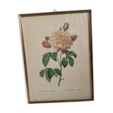 Litho Rosier Duchesse Orléans