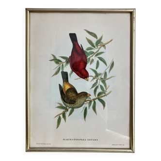 Lithographie ornithologique, Gould et Richter, gravure oiseaux exotiques