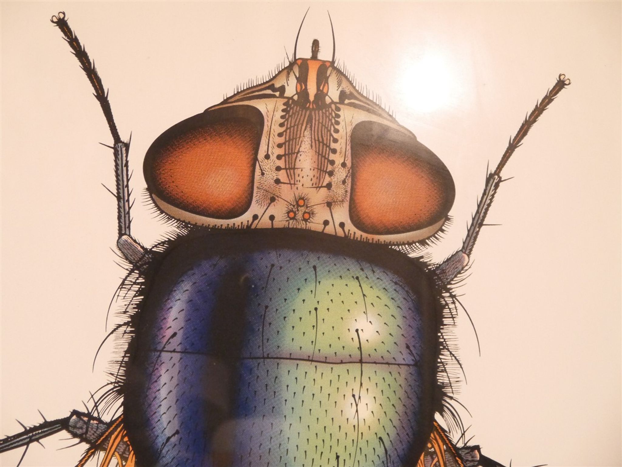Serigraphie vintage de Anders Osterlin