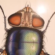 Serigraphie vintage de Anders Osterlin