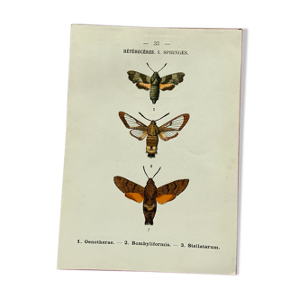 Planche botanique vintage gravure papillon ancienne 1903 double face G. Denise