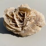 Rose of the sands