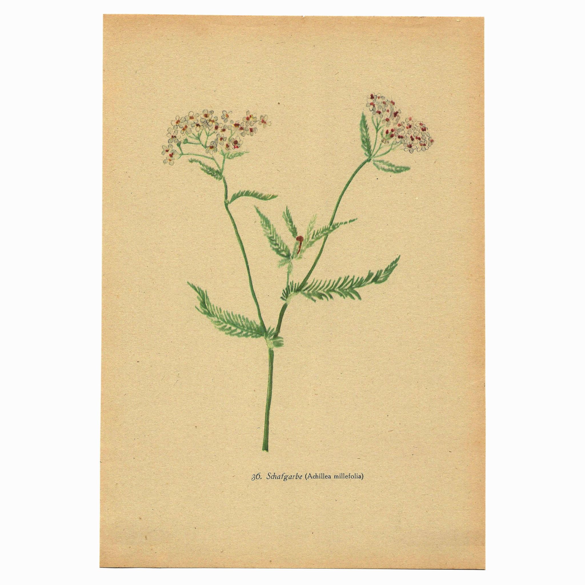Antique illustration from 1948 of meadow flowers by H.Strache - Yarrow