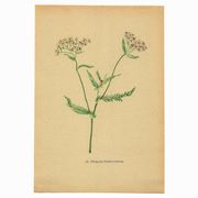 Antique illustration from 1948 of meadow flowers by H.Strache - Yarrow