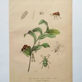 Antique engraving from 1839 - Polygonatum Insects - Hand-colored plate