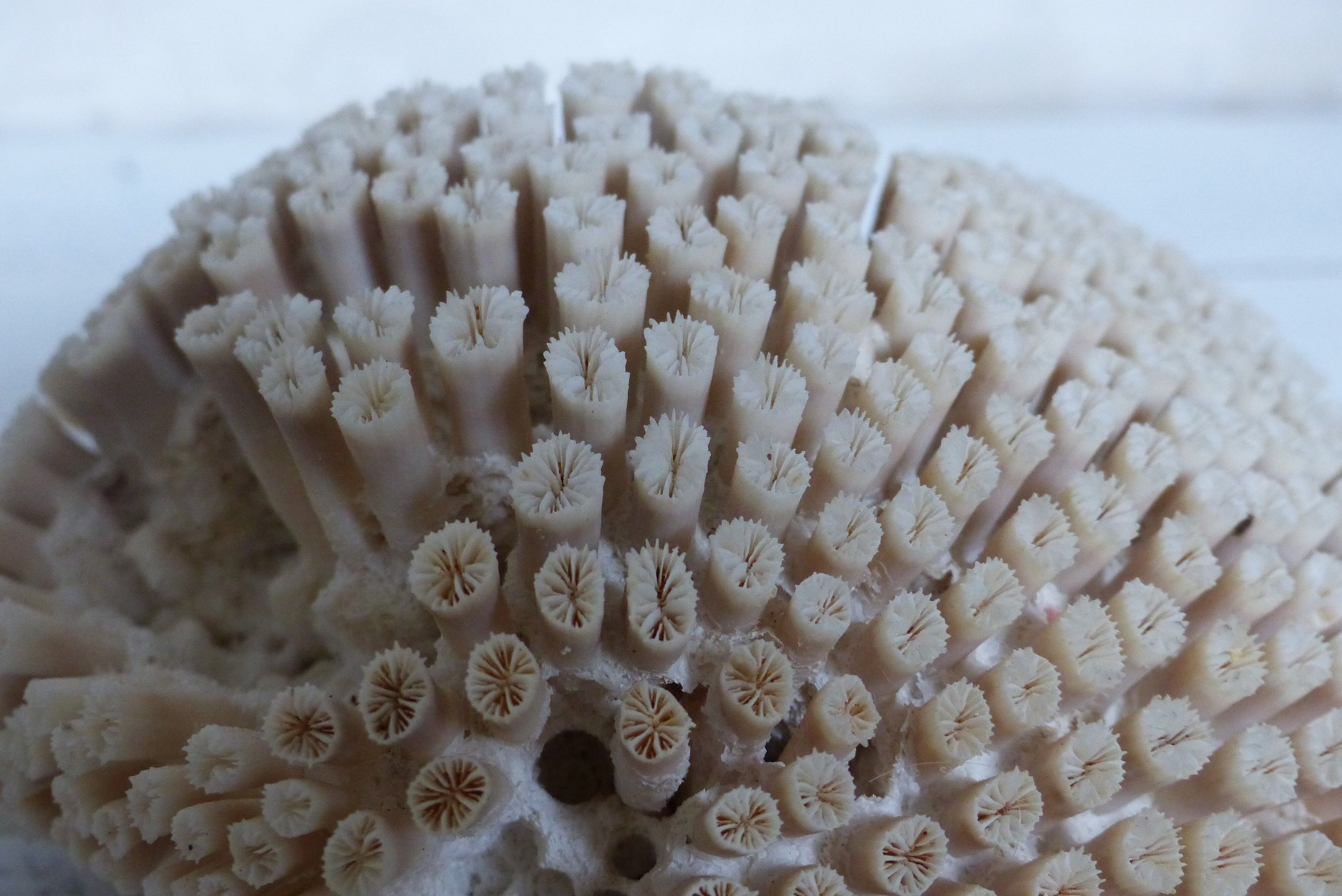 Ancient white coral