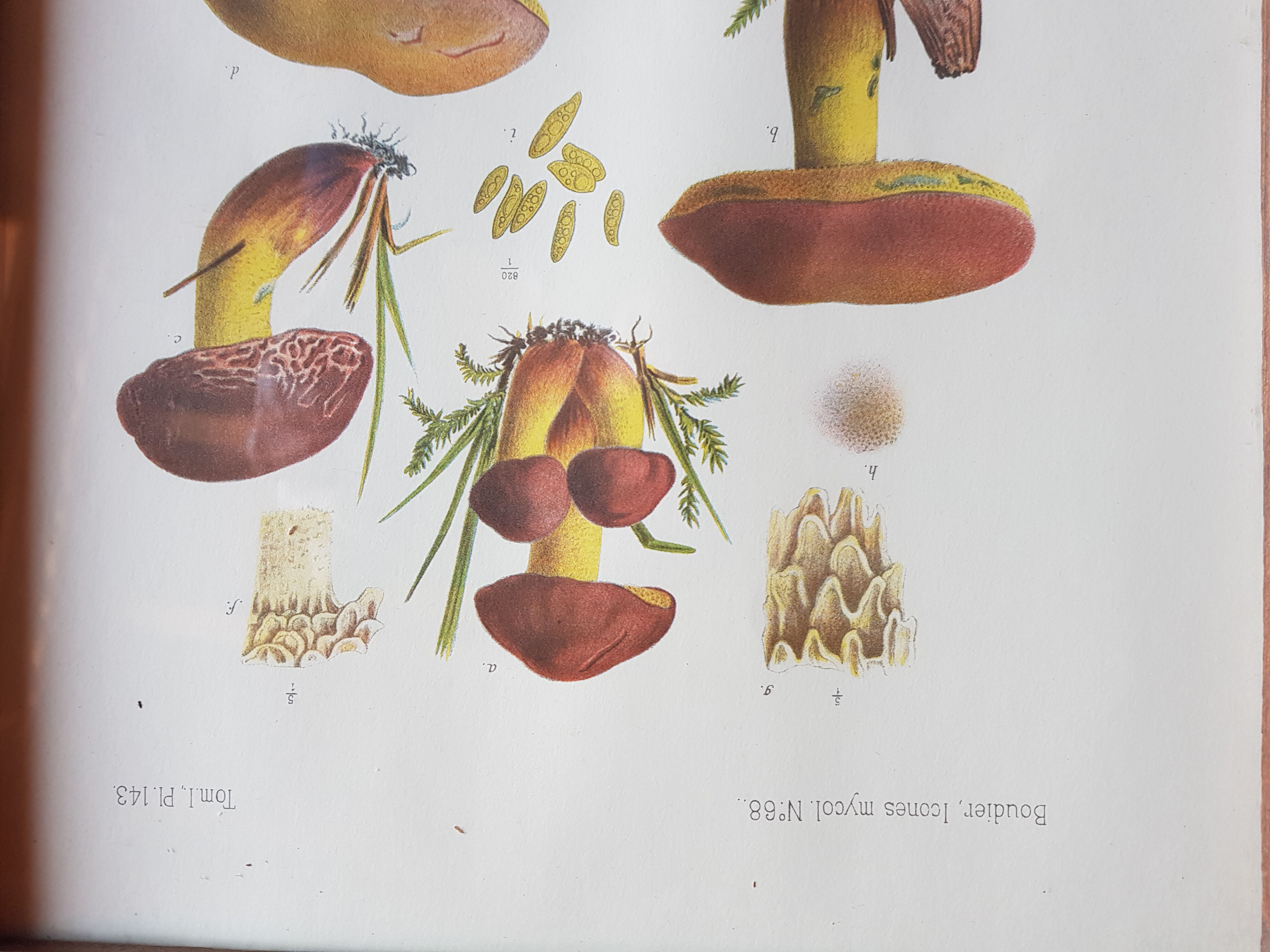Mycological board under frame "Emile Boudier " 1910