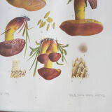 Mycological board under frame "Emile Boudier " 1910