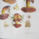 Mycological board under frame "Emile Boudier " 1910