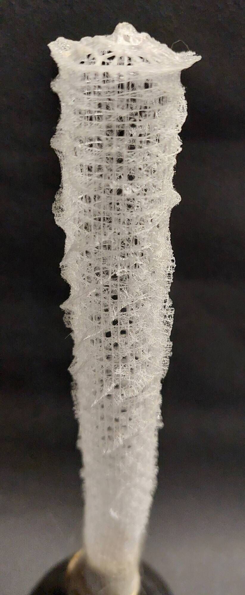 Cabinet of Curiosities sponge Venus basket euplectella arpergillum soc