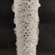 Cabinet of Curiosities sponge Venus basket euplectella arpergillum soc