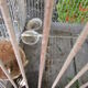 Ancient wrought iron bird cage and welded iron