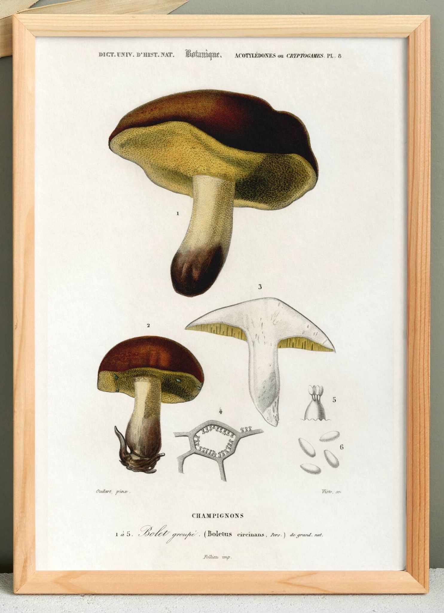 Affiche sur le bolet, d’après une gravure ancienne de 1849.