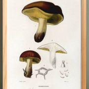 Affiche sur le bolet, d’après une gravure ancienne de 1849.